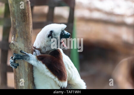 Ein Coquerel Sifaka hängen auf einem Baum beim Suchen. Dieses Tier ist auf der Liste bedrohter Arten und ist in der Regel nur in Madagaskar. Stockfoto