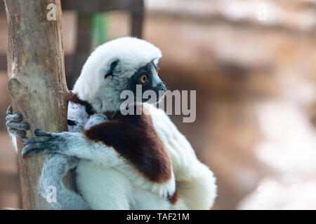 Ein Coquerel Sifaka hängen auf einem Baum beim Suchen. Dieses Tier ist auf der Liste bedrohter Arten und ist in der Regel nur in Madagaskar. Stockfoto