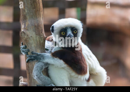 Ein Coquerel Sifaka hängen auf einem Baum beim Suchen. Dieses Tier ist auf der Liste bedrohter Arten und ist in der Regel nur in Madagaskar. Stockfoto