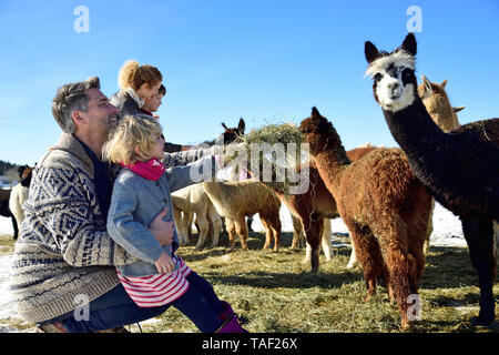 Familie Alpakas Fütterung mit Heu auf einem Feld im Winter Stockfoto