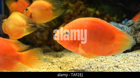 Fisch Blut Parrot cichlid orange/African Cichlid Fische schwimmen unter Wasser aquarium Stockfoto
