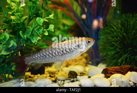 Rosa schwanz Fisch Geschichten oder seltene Fische - Red Tail in minnow Familie Stockfoto