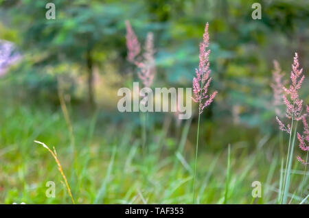 Wildes Gras mit ährchen schwingen sanft im Wind, Sommer Pflanzen. Grüne Gras mit goldenen und flauschigen Ohren, Natur. Ährchen wildes Gras in der Morgendämmerung. Pla Stockfoto