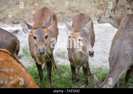 Rehe grasen im Nationalpark Stockfoto