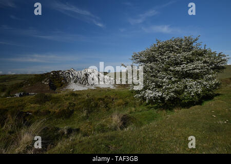 Hawthorn tree Glynn Tal China Clay Pit Tempel Bodmin Moor Cornwall Stockfoto