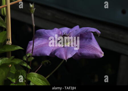 Clematis Der himmer" Evipo028, laubabwerfende Kletterpflanze der Ranunculaceae Familie im Frühjahr Stockfoto