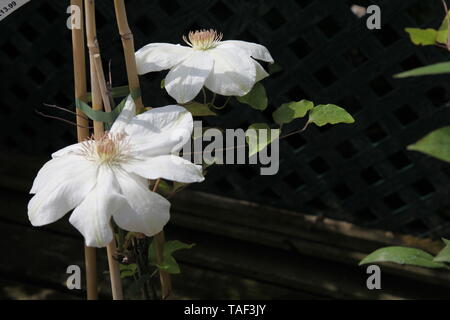 Clematis 'Mrs George Jackman' einen kleinen bis mittleren laubabwerfende Kletterpflanze der Ranunculaceae Familie im Frühjahr Stockfoto