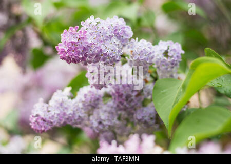 Nahaufnahme von leicht violett lila Blüte mit grünen Blättern-text Raum, selektiven Fokus Stockfoto