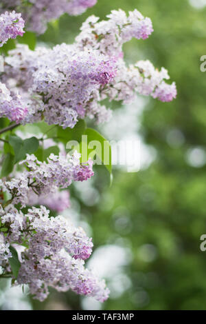 Leicht violett lila Blüten auf grünem Hintergrund mit Blättern - text Raum, selektiven Fokus Stockfoto