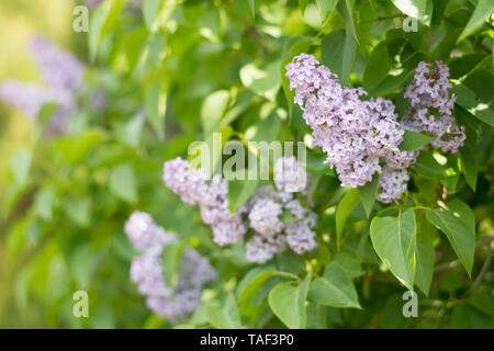 Leicht violett lila Blüte mit grünen Blättern background-text Raum, selektiven Fokus Stockfoto