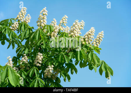 Blühenden Zweig der Rosskastanie Baum gegen den blauen Himmel Stockfoto