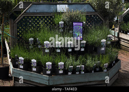 Töpfe von Lavendel' Lavandula angustifolia 'Strauch Kraut der Familie Lamiaceae für Verkauf in Garten Center auf der Anzeige Stockfoto