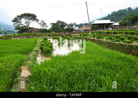 Fogy Landschaft der Reisfelder in Lao chai Sapa Tal in Vietnam. Sapa, Vietnam. - 22. Mai. 2019 Stockfoto