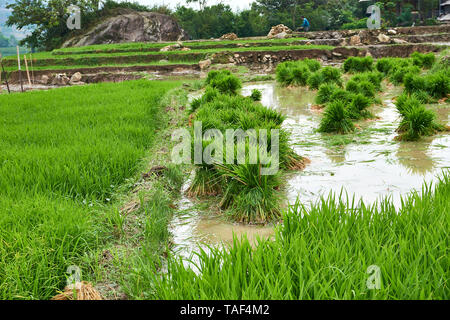 Fogy Landschaft der Reisfelder in Lao chai Sapa Tal in Vietnam. Sapa, Vietnam. - 22. Mai. 2019 Stockfoto