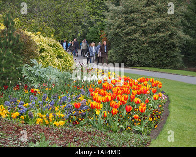 Menschen besuchen Valley Gardens in Harrogate, Yorkshire, England, im Frühling, der Frühling Blumen und die verschiedenen Bäumen. Stockfoto