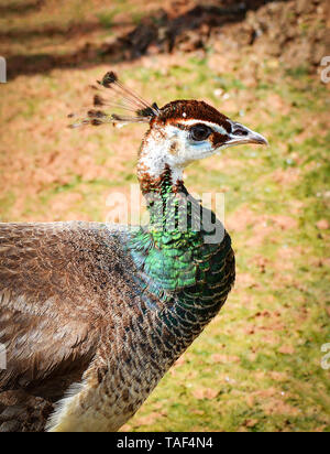 Peahen - Weibliche Peacock schöner Vogel auf dem Hof/Pfau Vogel Stockfoto