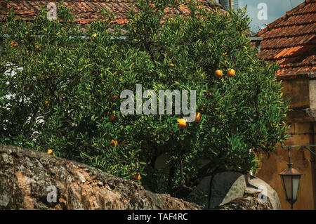 Orange Tree beladen mit Früchten auf einem kleinen Hof hinter einer Hauswand in einer Gasse von Belmonte. Geburtsort des Entdeckers Pedro CABRAL in Portugal. Stockfoto