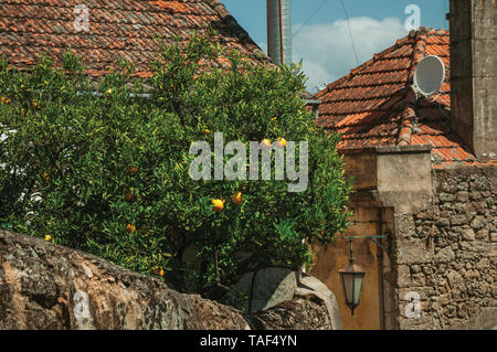 Orange Tree beladen mit Früchten auf einem kleinen Hof hinter einer Hauswand in einer Gasse von Belmonte. Geburtsort des Entdeckers Pedro CABRAL in Portugal. Stockfoto