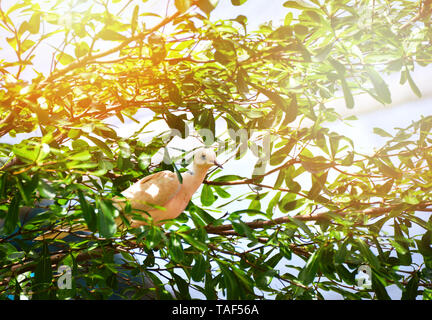 Pied Imperial Pigeon Vogel auf Baum/Weiß barbary Taube der Zweigstelle in einer Natur - Columbidae Stockfoto