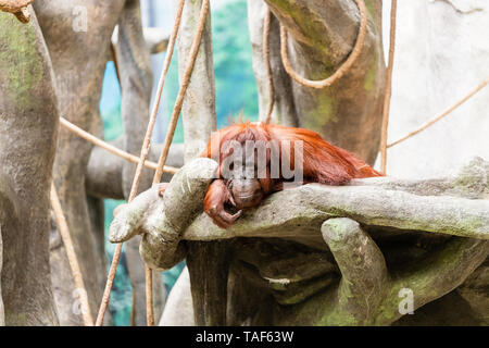 Ein erwachsener Orang-utan Festlegung auf ein paar Felsen und Blick in die Kamera. Stockfoto