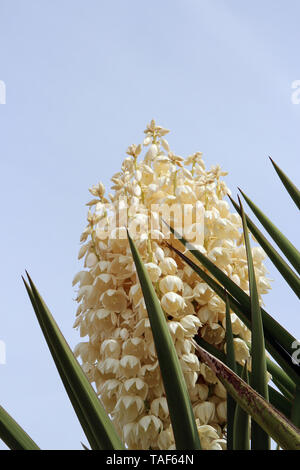 Nahaufnahme von der Spitze eines Reichblühende Mojave Yucca Pflanze in Arizona, USA Stockfoto