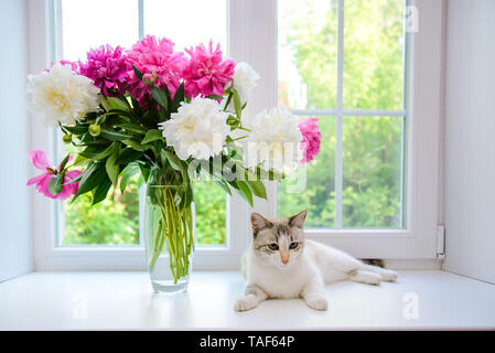 Blumenstrauß aus Weiß und rosa Pfingstrosen und weiße Katze auf der Fensterbank Stockfoto