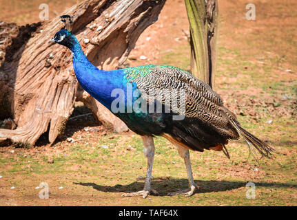 Peahen - Weibliche Peacock schöner Vogel auf dem Hof/Pfau Vogel Stockfoto