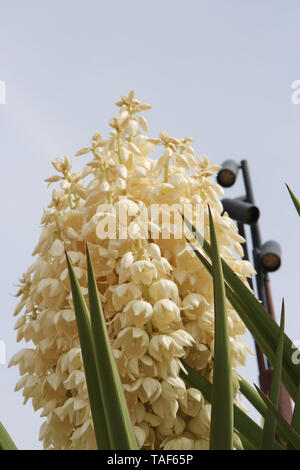 Nahaufnahme von der Spitze eines Reichblühende Mojave Yucca Pflanze in Arizona, USA Stockfoto