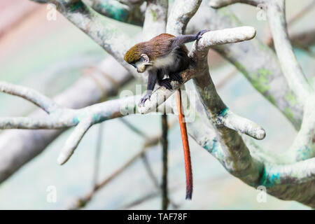 Tamarin Affen in einen Baum in ihrem Lebensraum zu sitzen. Stockfoto