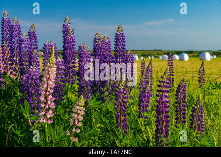 Lupinen entlang Feldern in ländlichen Prince Edward Island, Kanada wächst. Stockfoto