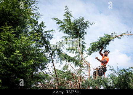 Baum Chirurg hängt an Seilen in die Krone eines Baumes, werfen hieben Zweige nach unten. Das Männchen trägt vollständige Sicherheitsausrüstung. Stockfoto