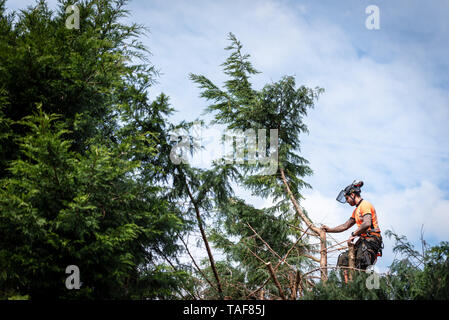 Baumpfleger aus hängenden Seile in der Krone eines Baumes mit einer Kettensäge, Senkung der Zweige. Das Männchen trägt die vollständige Sicherheitsausrüstung. Stockfoto