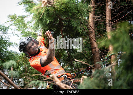 Baum Chirurg hängt an Seilen in die Krone eines Baumes, werfen hieben Zweige nach unten. Das Männchen trägt vollständige Sicherheitsausrüstung. Stockfoto