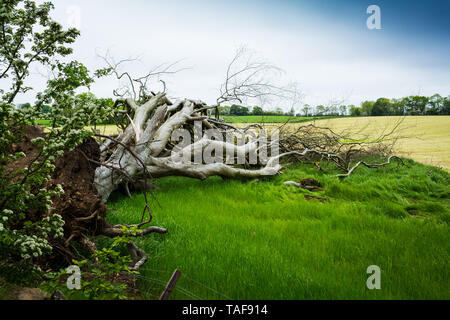 Die dunklen Hecken, Bregagh Rd, Nordirland Stockfoto