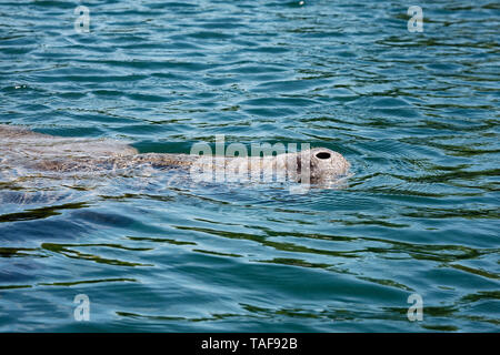 West Indian manatee Schwimmen; Schnauze über Wasser, Atmung, große Aquatic Animal ; Meeressäugetier; widlife; Trichechus Manatus, Natur, Silver Springs St Stockfoto