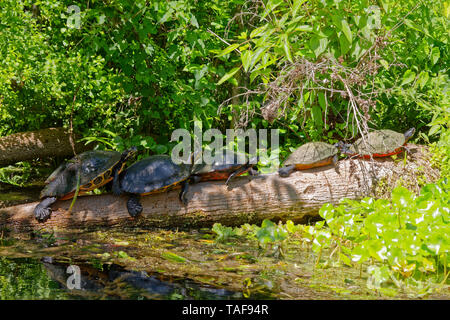 5 Schildkröten auf log; Liegewiese; Tierwelt; Natur, grüne Vegetation, Silver Springs State Park, Silver Springs, FL, Florida, Feder, horizontal Stockfoto