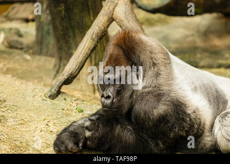 Eine große Silverback Gorilla Festlegung in ihrem Lebensraum. Stockfoto
