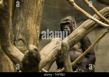 Ein erwachsener Gorilla in Blickrichtung der Kamera in seiner Ausstellung. Stockfoto