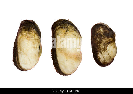 Arcidae Lade clam auf weißem Hintergrund hochauflösende Bilder Galerie isoliert. Stockfoto