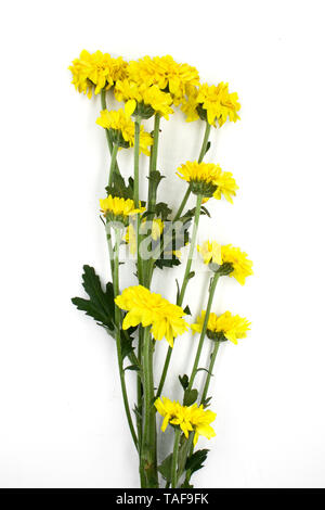 Satz von hellen gelben Chrysanthemen. Einige Blume mit Bud Schuß in verschiedenen Winkeln, einschließlich Ansicht von oben. Stockfoto