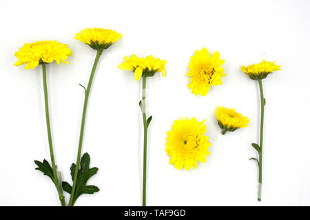 Satz von hellen gelben Chrysanthemen. Einige Blume mit Bud Schuß in verschiedenen Winkeln, einschließlich Ansicht von oben. Stockfoto