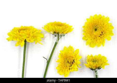 Satz von hellen gelben Chrysanthemen. Einige Blume mit Bud Schuß in verschiedenen Winkeln, einschließlich Ansicht von oben. Stockfoto