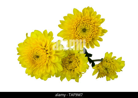 Satz von hellen gelben Chrysanthemen. Einige Blume mit Bud Schuß in verschiedenen Winkeln, einschließlich Ansicht von oben. Stockfoto