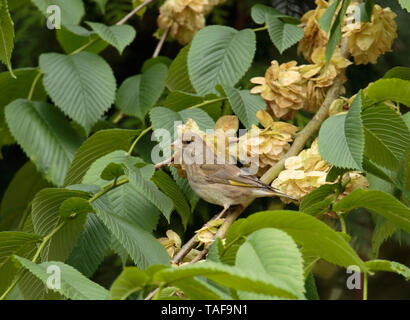 Grünfink Fütterung auf Berg-ulme Samen. Stockfoto