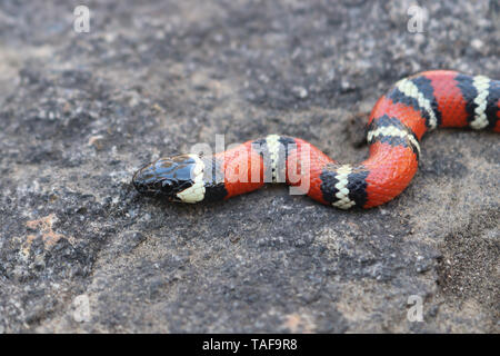 Kalifornien Mountain Kingsnake (Lampropeltis zonata) oder Coast Mountain Kingsnake (Lampropeltis Multifasciata) Stockfoto