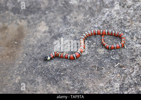 Kalifornien Mountain Kingsnake (Lampropeltis zonata) oder Coast Mountain Kingsnake (Lampropeltis Multifasciata) Stockfoto