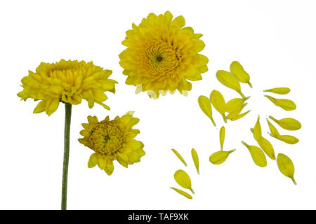 Satz von hellen gelben Chrysanthemen. Einige Blume mit Bud Schuß in verschiedenen Winkeln, einschließlich Ansicht von oben. Stockfoto