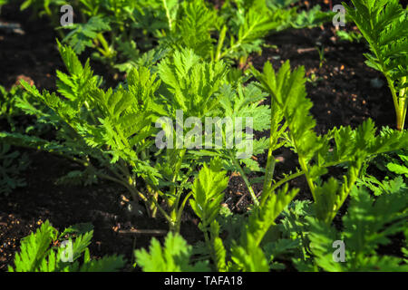 Wermut Artemisia Absinthium im Garten. Wermutbetrieb für pflanzliche Arzneimittel verwendet. Stockfoto