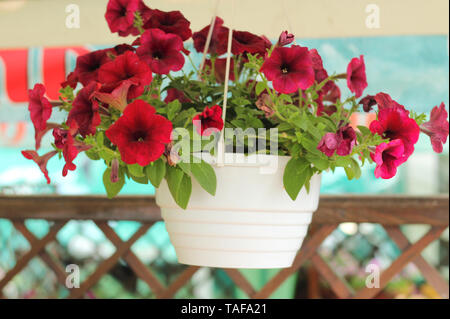 Lovely Pink, weiss, lila, Petunia Blumen in Töpfe am Strand Stockfoto