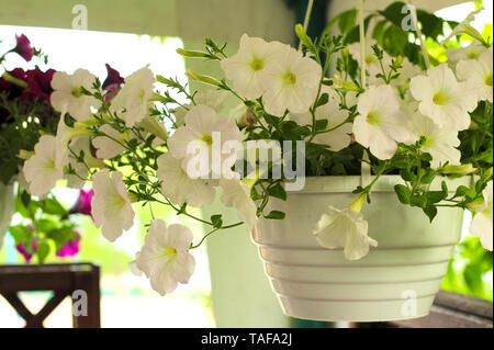 Lovely Pink, weiss, lila, Petunia Blumen in Töpfe am Strand Stockfoto